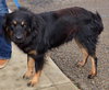 Shantow  Foster Needed
