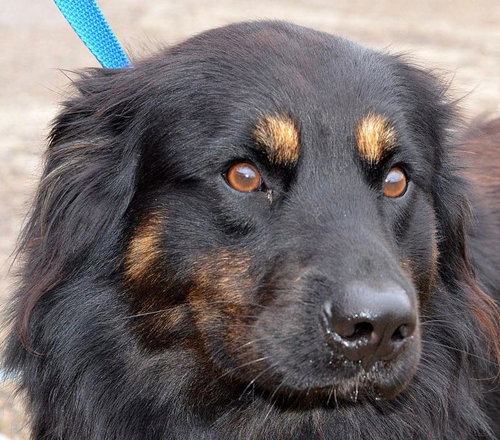 Shantow  Foster Needed