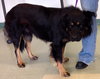 Shantow  Foster Needed