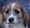 Boo -Puppy