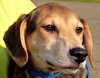 Bonnie -Pup
