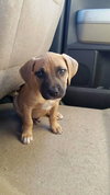 Boscoe
