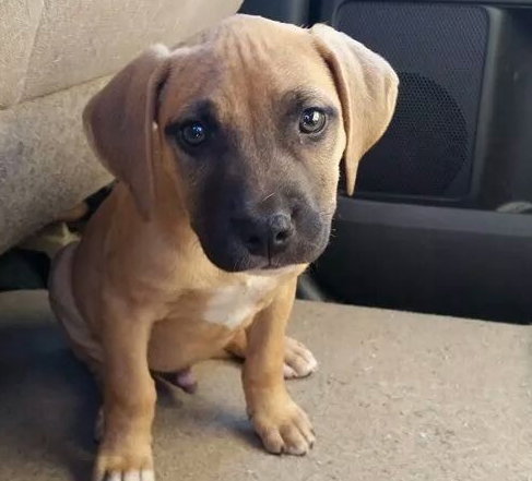 Boscoe