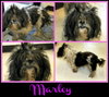 Marley