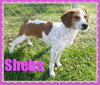 Sheba