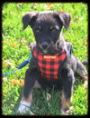 Baron Puppy
