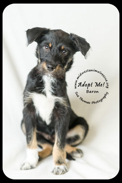 Baron Puppy
