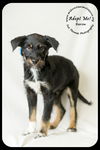 Baron Puppy