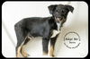 Baron Puppy