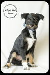 Baron Puppy