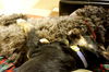 Baron Puppy