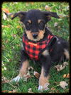 Nolan Puppy -