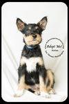 Nolan Puppy -