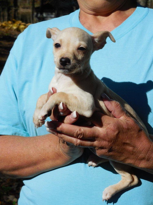 Jilly -Puppy