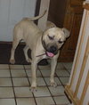 Koby