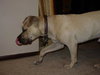 Koby