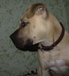 Koby