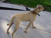 Koby