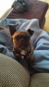 Foster