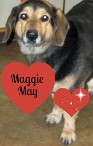 Maggie May