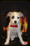 Drake Puppy