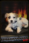 Drake Puppy