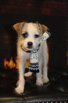 Drake Puppy