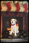 Drake Puppy