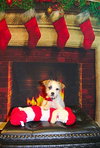 Drake Puppy