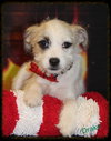 Drake Puppy