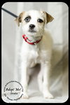 Drake Puppy