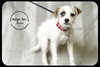 Drake Puppy
