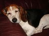 Bailey