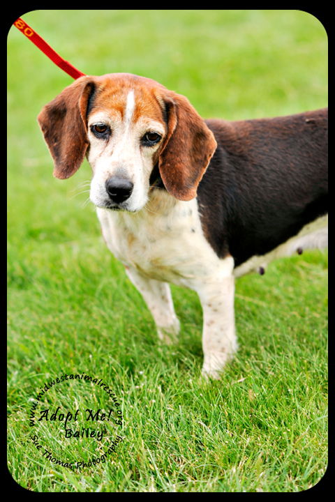 Bailey