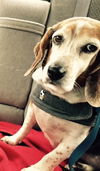 Bailey