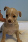 Melee - PUPPY