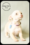 Melee - PUPPY