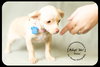 Melee - PUPPY