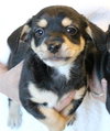 Marty -PUPPY