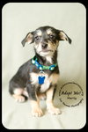 Marty -PUPPY