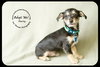 Marty -PUPPY