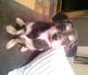 Marty -PUPPY