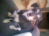Marty -PUPPY