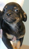 Michael - PUPPY