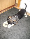 Humphrey