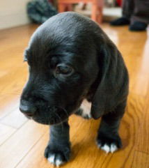 Bea -PUPPY