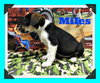 Miles -Puppy