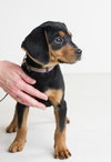 Mercy -Puppy