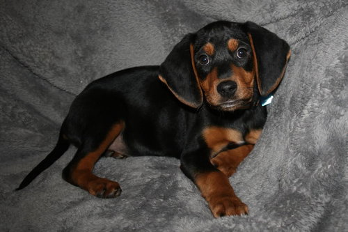 Mercy -Puppy