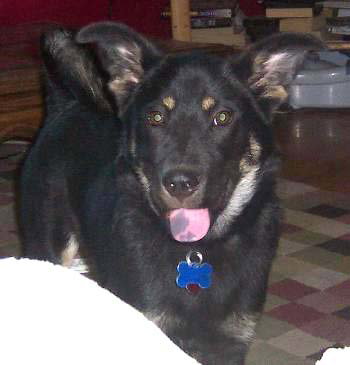 Lexie